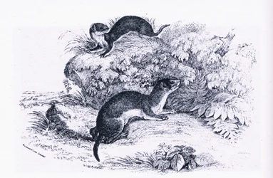 Studies of Badgers, Nature in Britain publicerad av Collins