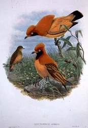 Xanthomelus Aureus (färg litho)