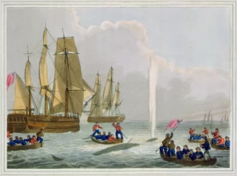 Boats Approaching a Whale, graverad av Matthew Dubourg (fl.1785-1820), publicerad av Edward Orme, 1813