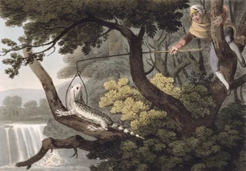 Mexican Lizard Catcher, graverad av Matthew Dubourg (fl.1785-1820), publicerad av Edward Orme, 1813