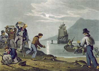 Turtle Catching on Land, graverad av Matthew Dubourg (fl.1785-1820), publicerad av Edward Orme, 1813