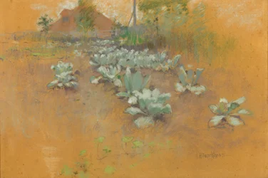 Tobakslapp, ca 1895-1899 (pastell på brunt papper)