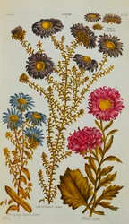 Aster, 1759-73
