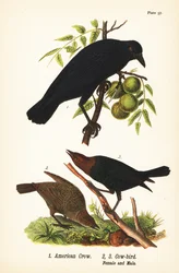 Amerikansk kråka, Corvus brachyrhynchos 1, och brunhuvad kofågel, Molothrus ater, hona 2 och hane 3