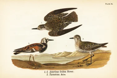 Amerikansk guldpipare, Rain Sunday 1,2, och Ruddy turnstone, Sand interpreter turnstone 3