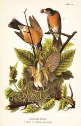 Amerikansk rödhake, Turdus migratorius, hane 1, hona 2 och unga i bo