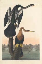 Svartbukad Darter