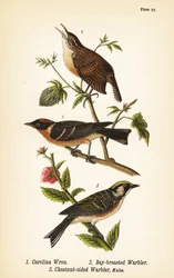 Carolina gärdsmyg, Thryothorus ludovicianus 1, vikbröstsångare, Setophaga castanea 2, kastanjsångare, Setophaga pensylvanica 3