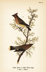 Cedervaxvinge, Bombycilla cedrorum Cederfågel eller cedervaxvinge, hane 1, hona 2