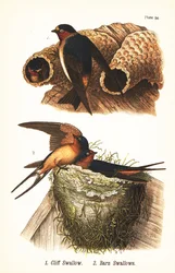Klippsvala, Petrochelidon pyrrhonota 1 och ladugårdssvala, Hirundo rustica 2