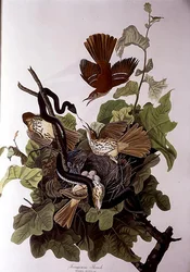 Ferruginous Thrush, från 