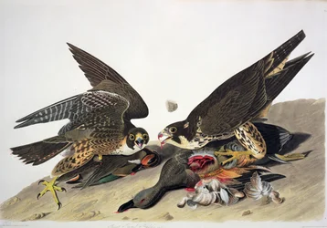 Great Footed Hawk, från "Birds of America", graverad av Robert Havell (1793-1878) (kolorerad gravyr)