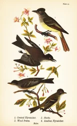 Stor flugsnappare, Myiarchus crinitus 1, östlig phoebe, Sayornis phoebe 2, östlig skogsnappare, Contopus viridis 3 och akadisk flugsnappare, Empidonax virescens 4