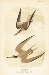 Tärna, Sternula antillarum, vuxen 1, ung, fallfjäderdräkt 2
