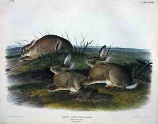 Lepus Artemesia (Worm Wood Hare), plåt 88 från 