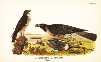 Merlin, Falco columbarius 1 och pilgrimsfalk med anka, Falco peregrinus 2