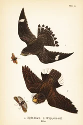 Natthök, Chordeiles moll 1 och östlig pisk-fattig-vilja, Antrostomus vociferus, pisk-fattig-vilja 2, hanar