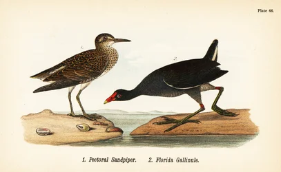 Pectoral sandsnäppa, Calidris melanotos 1, och vanlig gallinule, Gallinula galeata 2