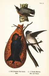 Rödbröst nötväcka, Sitta canadensis, hane 1, och purple martin, Progne subis, hane 2 och hona 3
