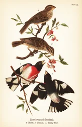 Rosenbrystad gronäbb, Pheucticus ludovicianus