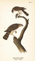 Skarpskinnad hök, Accipiter striatus, hane med byte 1, hona 2