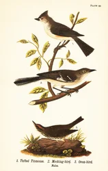 Tofsmes, Baeolophus bicolor, nordlig hånfågel, Mimus polyglottos och ugnsfågel, Seiurus aurocapilla