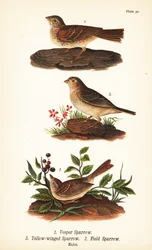 Vespersparv, Pooecetes gramineus 1, grässparv, Ammodramus savannarum 2 och åkersparv, Spizella pusilla 3