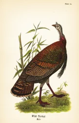 Vild kalkon, Meleagris gallopavo, hane