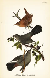 Vintergärdsmyg, Troglodytes hiemalis 1 och gråkattfågel, Dumetella carolinensis kattfågel 2