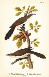 Gulnäbbgök, Coccyzus americanus 1, och svartnäbbgök, Coccyzus erythropthalmus 2, hanar