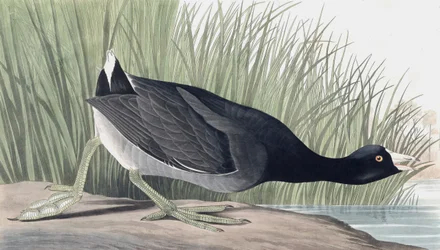 American Coot, Fulica Americana, från "The Birds of America" av John J. Audubon, pub. 1827-38