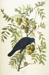 American Crow, 1833