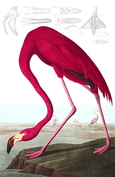 American Flamingo, Phoenicopterus Ruber, från "The Birds of America" av John J. Audubon, pub. 1827-38 (handfärgad gravyr)
