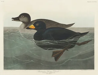 Amerikansk svartand ur *Birds of America* (1827)
