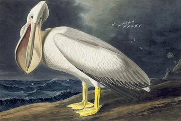 Amerikansk vitpelikan, Pelecanus Erythrorhynchos, från "The Birds of America" av John J. Audubon, pub. 1827-38