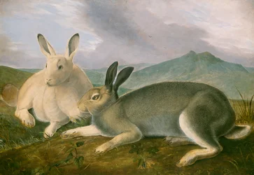 Arctic Hare, ca 1841 (penna och svart bläck med akvarell och oljefärg på papper)
