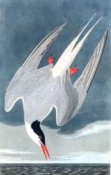 Arctic Tern, Sterna Paradisaea, från "The Birds of America" av John J. Audubon, pub. 1827-38