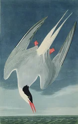 Arctic Tern, från 