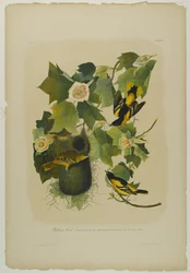 Baltimore Oriole, tryckt av Julien Bien och publicerad av Roe Lockwood & Son, 1861 (kromolitografi)