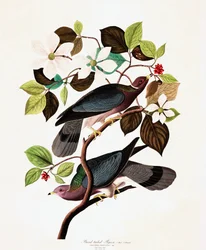 Bandstjärtad duva, Columba Fasciata, ur "Amerikas fåglar" av John J. Audubon, utgiven 1827-38