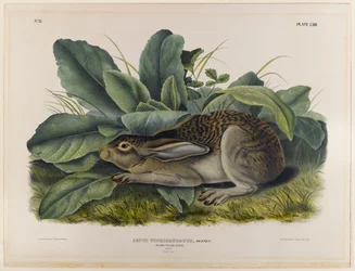 Svartsvansad hare
