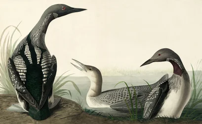 Svartstrupad dykare, Colymbus Arcticus, från "The Birds of America" av John J. Audubon, pub. 1827-38
