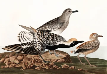 Black Bellied Plover, Charadrius Helveticus, från "The Birds of America" av John J. Audubon, pub. 1827-38