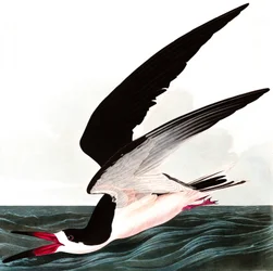 Svart saxnäbb eller liror, Rhincops nigra, ur "The Birds of America" av John J. Audubon, utgiven 1827-38