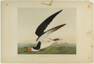 Svart saxnäbb eller lira, tryckt av Julien Bien och utgiven av Roe Lockwood & Son, 1861