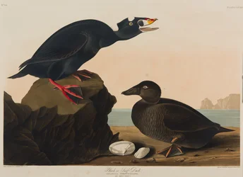 Sjöorre eller amerikansk sjöorre, 1836
