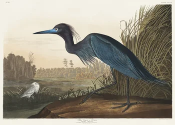 Blå trana eller häger ur *Birds of America* (1827)