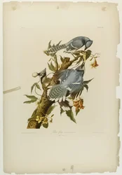 Blue Jay, tryckt av Julien Bien och publicerad av Roe Lockwood & Son, 1861 (kromolitografi)