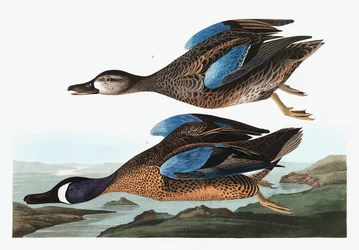 Blue Winged Teal, Anas Discors, från "The Birds of America" av John J. Audubon, pub. 1827-38