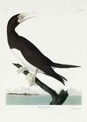 Booby Gannet ur *Birds of America* (1827)